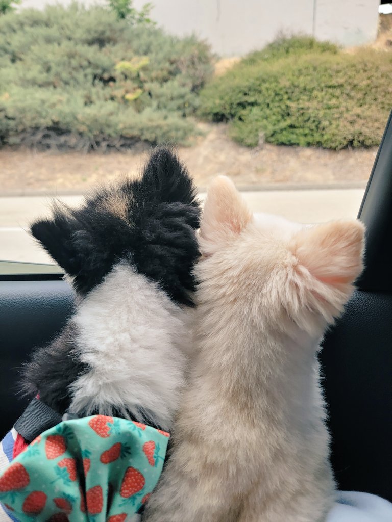 LilyPichu's tweet photo. 💕 https://t.co/PrN0uazT2I