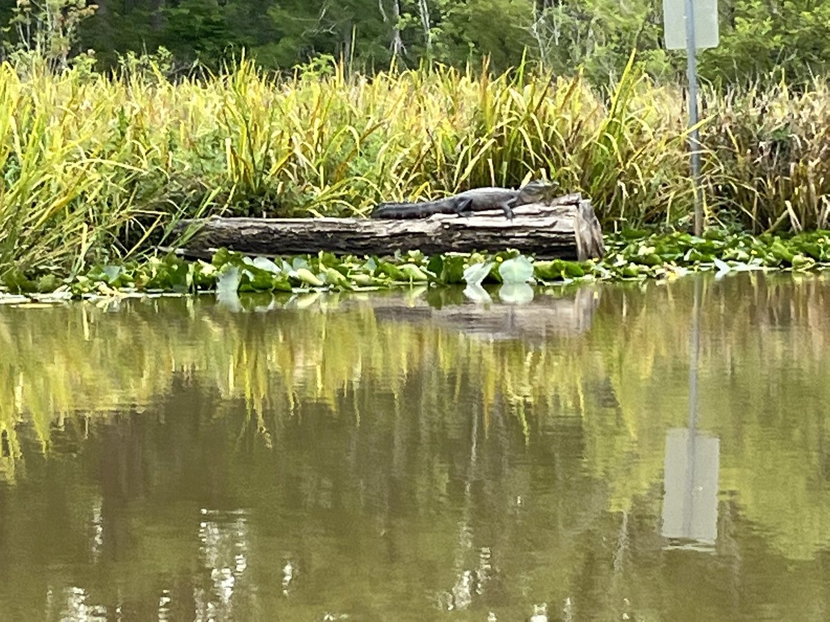 kistanford6's tweet image. Wrapping up a great week at #ADA2022 complete with gator tour! @neuroadipo @gargi_mishra2