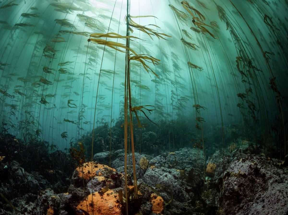 California Sea Grant tweet media