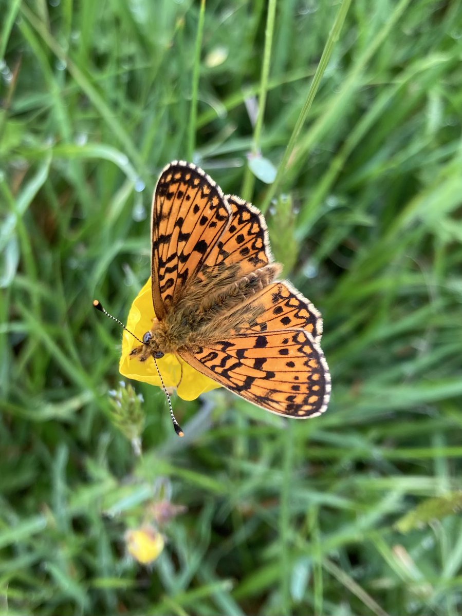 Papillon Gin tweet media