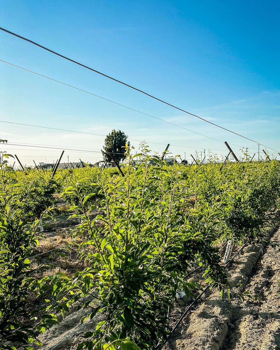 PureFreshSales's tweet photo. This Plum orchard has come a long way and is growing beautifully. This is our first trellis setup and couldn't be happier with the progress. Fruit coming 2023!

#PureFreshSales #orchard #Plum #Plums #Ag #MyJobdependsonAg #fruit #futurefarmers #California #centralvalley #local https://t.co/b6PLvSbMdm
