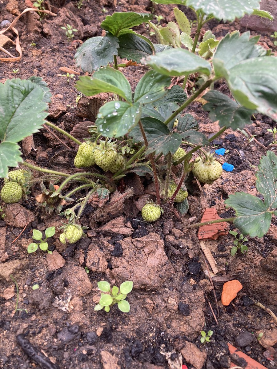 All Saints' NW2 tweet media