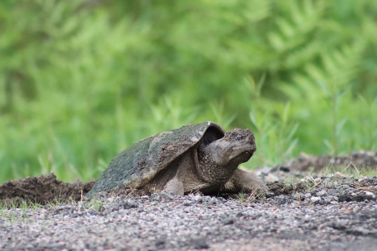 If you spot a nesting turtle in cottage country, keep watch at  a distance, and text us at 705-854-2888