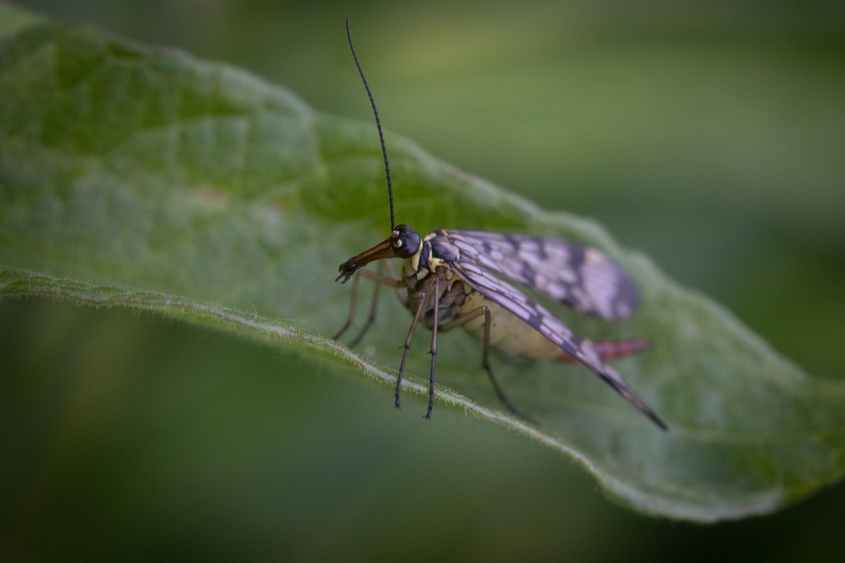 Hans Monasso tweet media