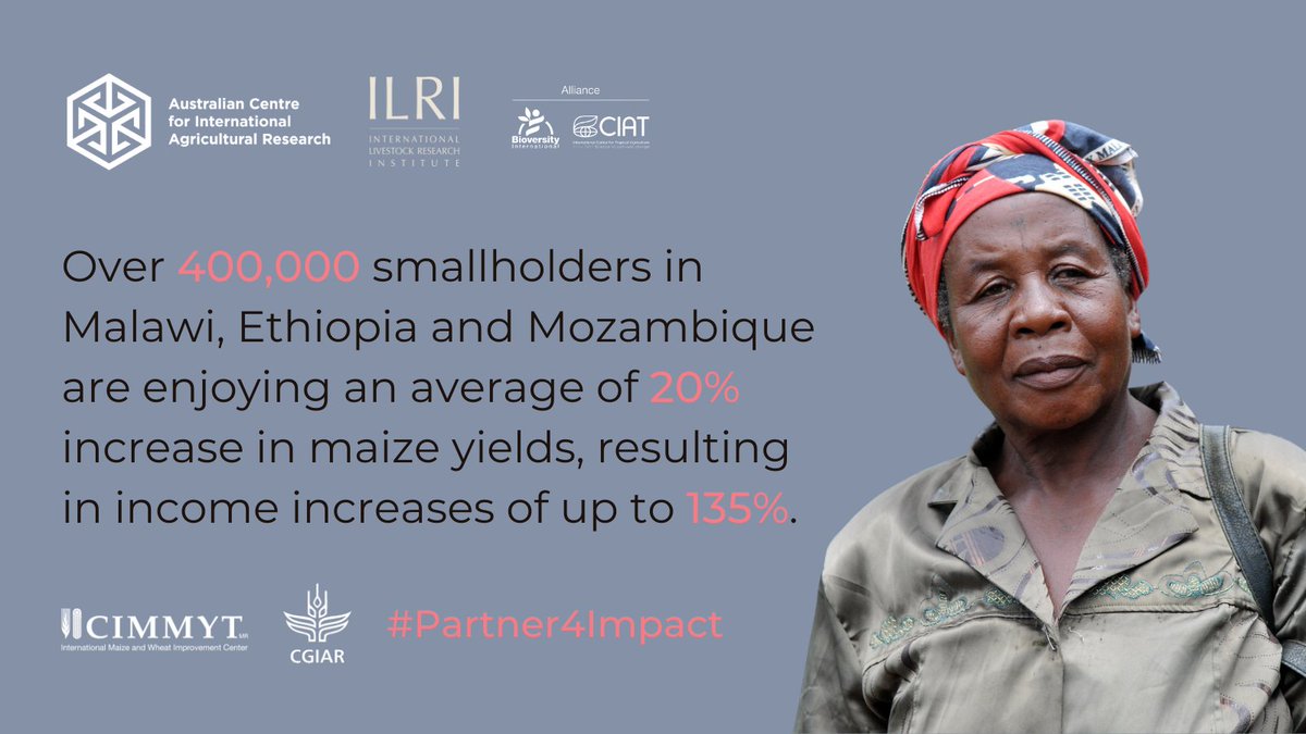 CIMMYT's tweet photo. Thanks to the collaboration with @ILRI and @BiovIntCIAT_eng, and with long-term support from @ACIARAustralia, we celebrate a decade of work aimed at bringing prosperity to African farmers. 🌐
➡️ https://t.co/Cy8VmAiWDu
#Partner4Impact | #OneCGIAR https://t.co/bdRJE9zoH3