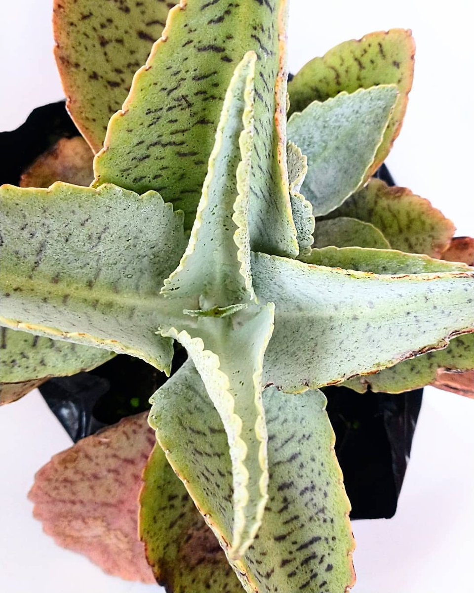 VSiempreVerde's tweet photo. El KALANCHOE OREJAS DE BURRO es una hermosa planta ideal para ambientes de interior, originaria de la isla d Madagascar y perteneciente a la familia de las crassulaceas #consultordigitaljardineria #jardineriayplantas #jardineria

https://t.co/Fc9TjW4zTO

https://t.co/yYlPA8yUDN https://t.co/sFNM9iXPxH