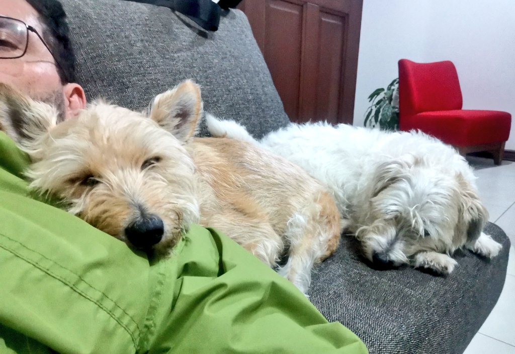 4ojosdVideoTape's tweet photo. Tengo la sensación de que mis cachorros están refelices con el hecho de que tenga covid.
Por cierto, creo que me dió la variante #Coldvid❄️, que hijueputa frío tengo!! ☃️ https://t.co/JMsBta9LtP