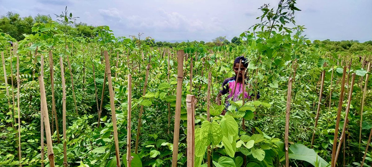 Greenyatra's tweet photo. #FollowUp
Transforming #DumpingYards into #UrbanForest
Just 3 months old baby #MiyawakiForest in an old Dump yard in #NaviMumbai
Thank you @NMMConline @NMMCCommr and @sonymusicindia for all the support.
@MahaEnvCC @MoJSDoWRRDGR @moefcc
#GreenYatra #CSR #SonyMusic #NMMC https://t.co/RAeHM58Fba