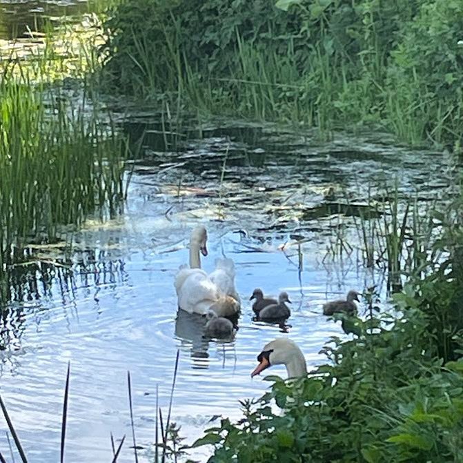 GISSgordonstoun's tweet photo. Four cygnets for our resident swans. They will have grown a lot by Friday, July 8 when Course 1 of Summer School begins! #lessthanamonth #gordonstouninternationalsummerschool #summerschool #schoolswans https://t.co/oHtyl3SABP
