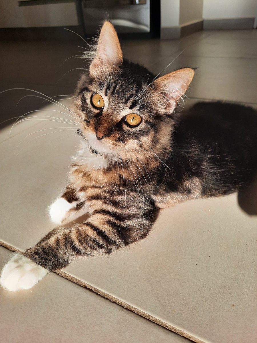 Tw de apreciación de mi León ❤️