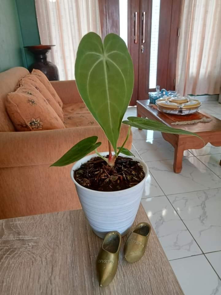 A little green in the house
#anthurium #anthuriumindonesia #tanamanhias #indoorplant #urbanjungle #aroid #planttwitter #plantdaddy #plantmakehappy #crazyplantpeople #houseplants