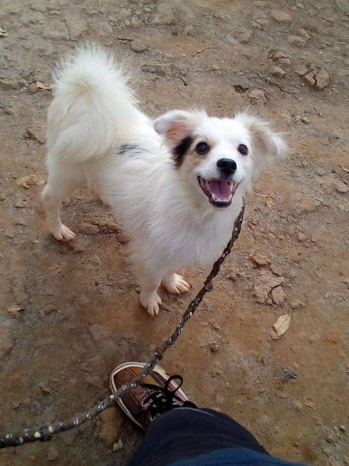 NickFarmKE's tweet photo. Age: 7 months old
Price: 8k
Location: Ongata Rongai 
No: 0774236527 

Takataka #MyDeadPeopleClothingChallenge https://t.co/LXYZX3eQO4