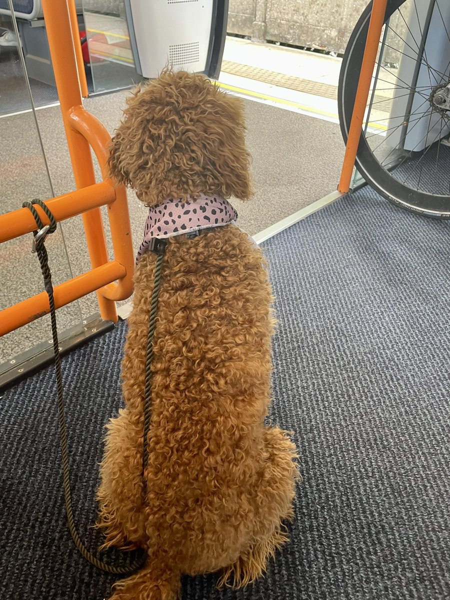 Lizzie May tweet media