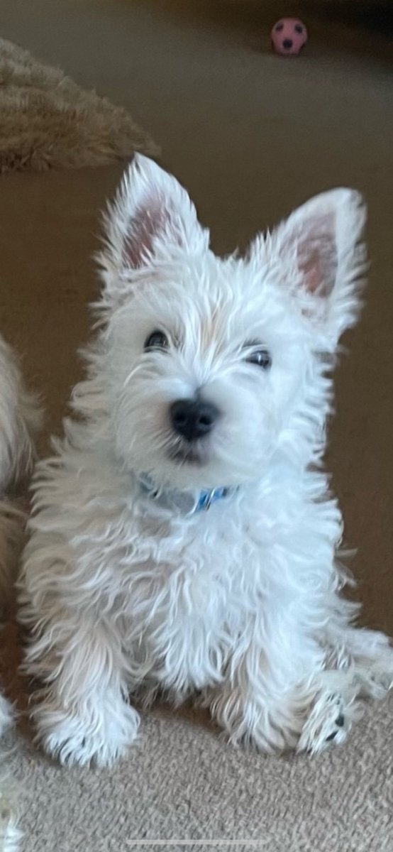 driseborough's tweet photo. *My Dad thinks that my puppy fur makes me look like a Punk Rocker. 😆How rude! 🐶😊#hamish #westie https://t.co/4v1ITXU7IO