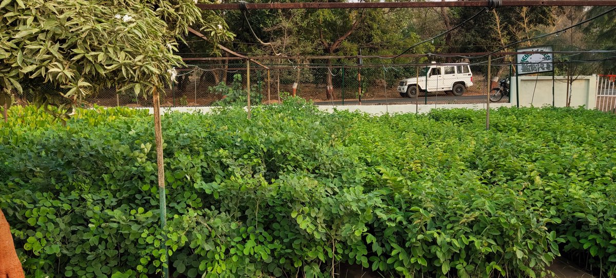 Mankad sikandar tweet media