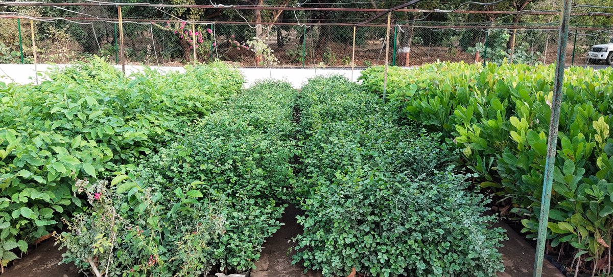 Mankad sikandar tweet media