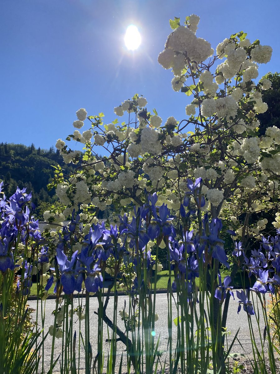 firechief77's tweet image. Finally some warm sunshine in Trail BC!