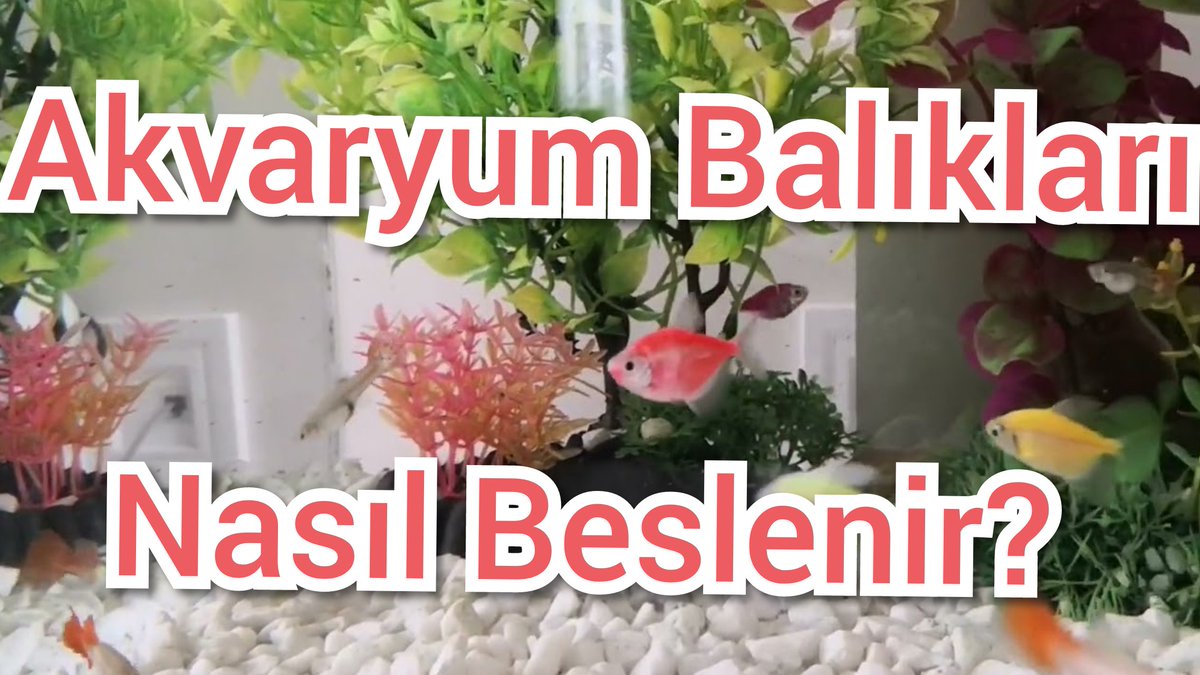 youtu.be/XTywJwzSOTg Akvaryum Balıkları yem istiyor. Siz Akvaryum Balıklarınıza nasıl Bakıyorsunuz?