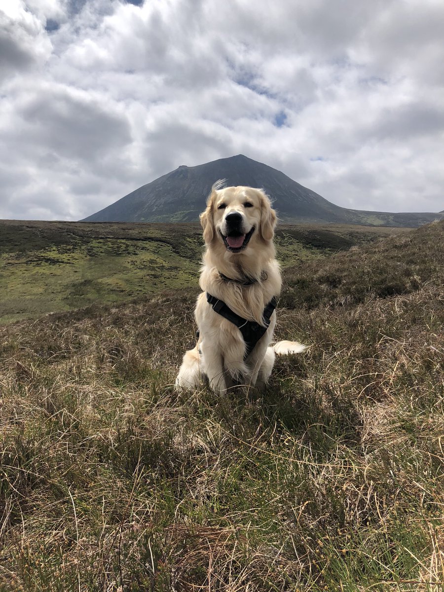 Great day doing @ERI_UHI @UHI_NH @UHI_Research @LeverhulmeTrust research with @marginswebber in @TheFlowCountry characterising types of peatland margins including three within one transect!  Accompanied by #bogdog Finn protecting a rock he found in the river. #peattwitter