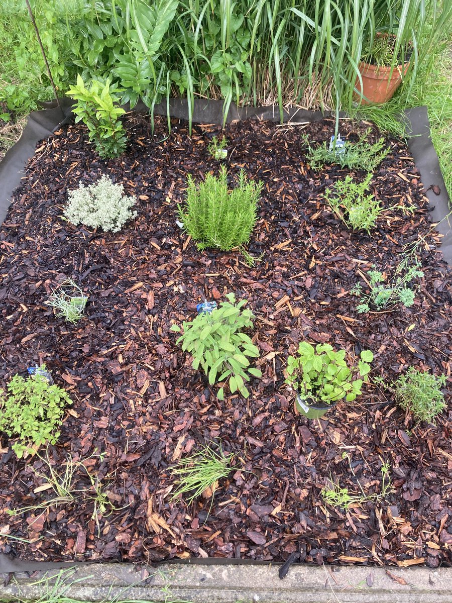 Werte Gefolgschaft,
da habe ich gerade versucht, mich von meinem ersten grauen Haar abzulenken, und dann regnet es!😾
Aber ich war - grauhaarig wie ich nun bin - schnell genug, und konnte diese leckeren Kräuter noch rechtzeitig einpflanzen😻

Ihnen allen einen trockenen Abend!😽