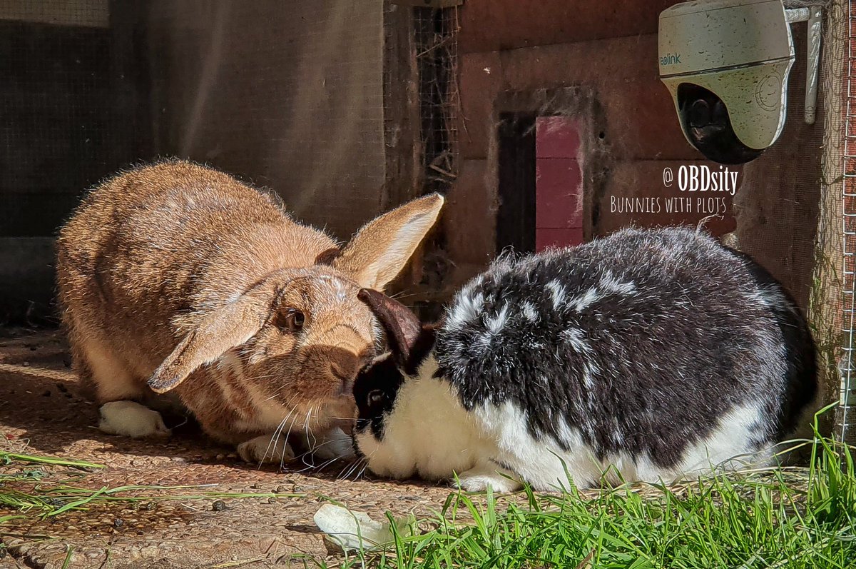 obdsity's tweet photo. Fini: What a great day to have an ear and a half πππ I'm sure nothing nefarious is going to happen to my ears today.
*Somewhere in the background*
Yoshon: Ok I think she's distracted again.
Beppo: Thank thump, I thought she was onto us π¨π¨
#StopTheEarThief #EarTheftTuesday https://t.co/lqRfk5wDuX