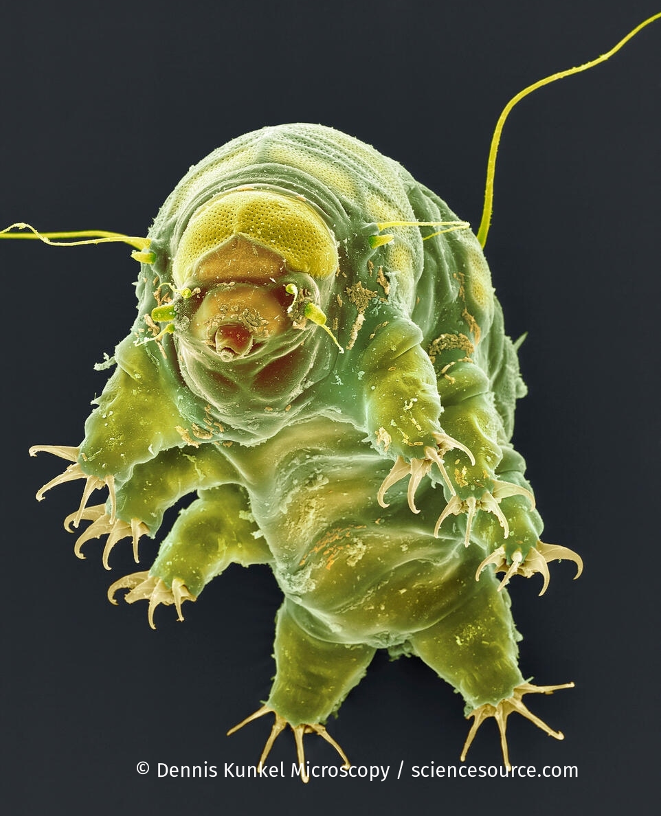 ScienceSource's tweet image. Tardigrade Tuesday!
Scanning electron micrograph (SEM) of a tardigrade, or water bear
© Dennis Kunkel Microscopy / sciencesource.com
ScienceSource.com image ID# SS1387166
#tardigrade #tardigrades #tardigradetuesday #waterbear #waterbears