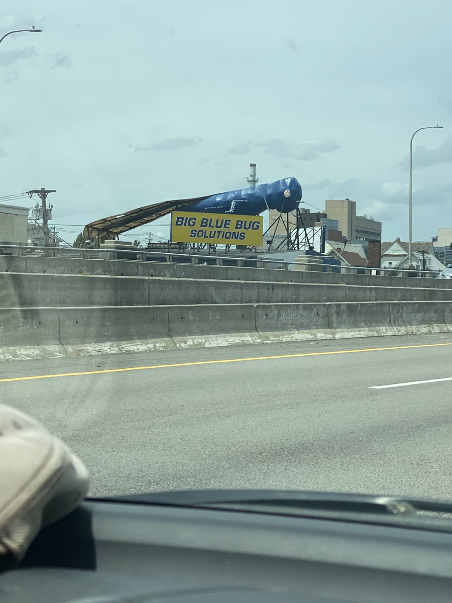 cheesereview's tweet photo. My entire family goes feral when we see this giant bug on the way to cape cod and this year I’m driving alone with my boyfriend for the first time and I started screaming for the bug and he was so confused https://t.co/tCaHaaHA0X