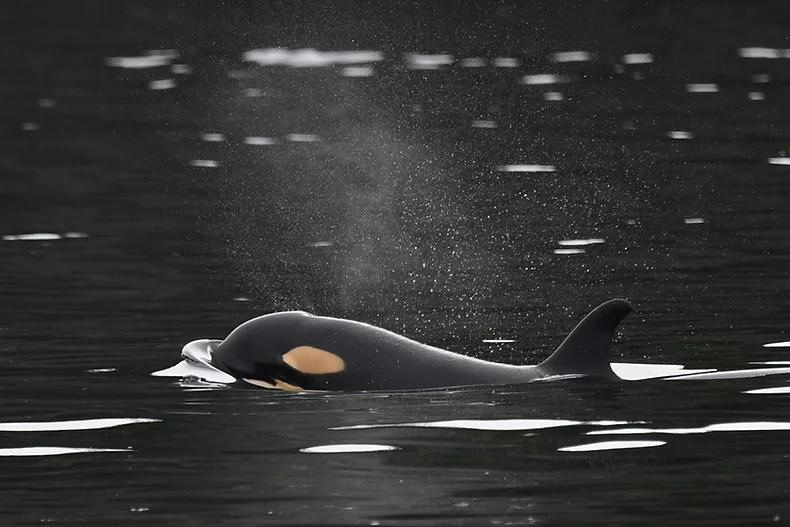 Washington State Dept. of Natural Resources (@wadnr) on Twitter photo J59 is a girl! This little lady is a key reason we're working to restore crucial eelgrass and kelp habitats in Puget Sound. #OrcaActionMonth
📷: <a href="/CWROrcas/">Whale Research</a> J59 is a girl! This little lady is a key reason we're working to restore crucial eelgrass and kelp habitats in Puget Sound. #OrcaActionMonth
📷: <a href="/CWROrcas/">Whale Research</a>