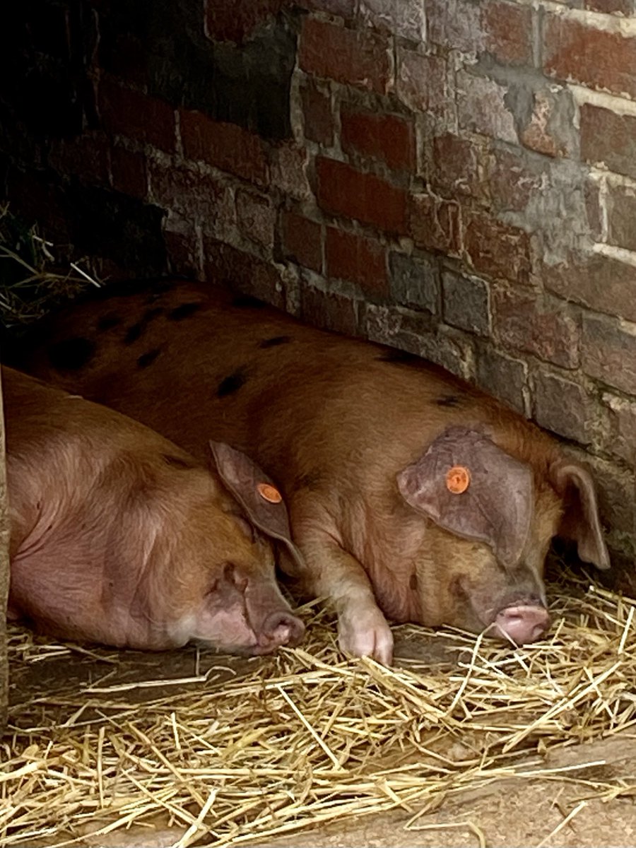 Delighted to be joining the award-winning #volunteer team ⁦<a href="/CoggesWitney/">Cogges Manor Farm</a>⁩  .Former customers of mine will be relieved to know that I have no responsibility for looking after the animals. 😊