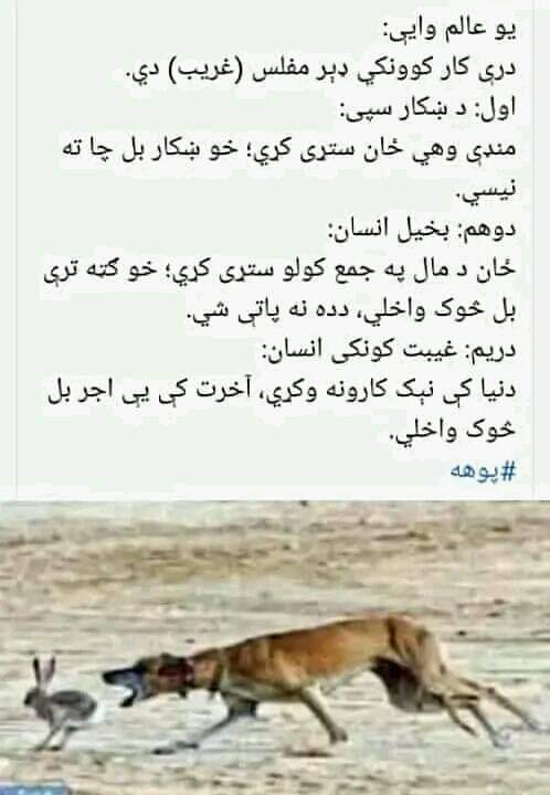 SalarzaiOsama's tweet photo. https://t.co/tyaboHAtMs