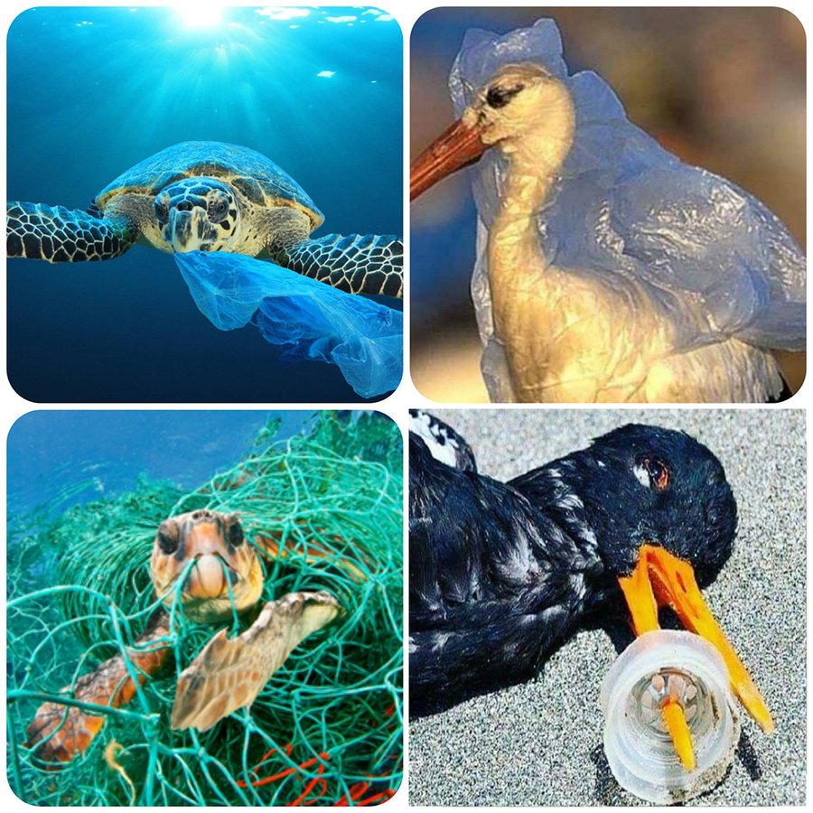 Eğer 5 yaşından büyükseniz ve hala doğaya, denize, ormana, sokaklara çöp atıyorsanız gidip tedavi olun lütfen...

Lütfen atmayın yazık bu canlılara!