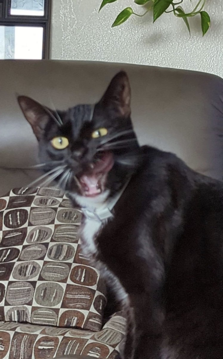 allioopy0504's tweet photo. @cosmicnella First we have my cat orca! Orca is a little wild but super sweet. https://t.co/HJBJ0NQIAB