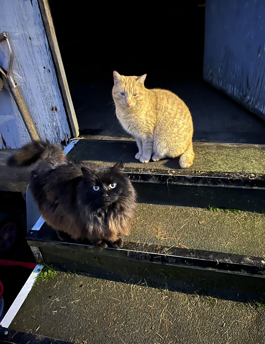 allioopy0504's tweet photo. @cosmicnella Next there’s a bunch of random cats they are either my friends or cats I watch. https://t.co/LuFJPwdSJK