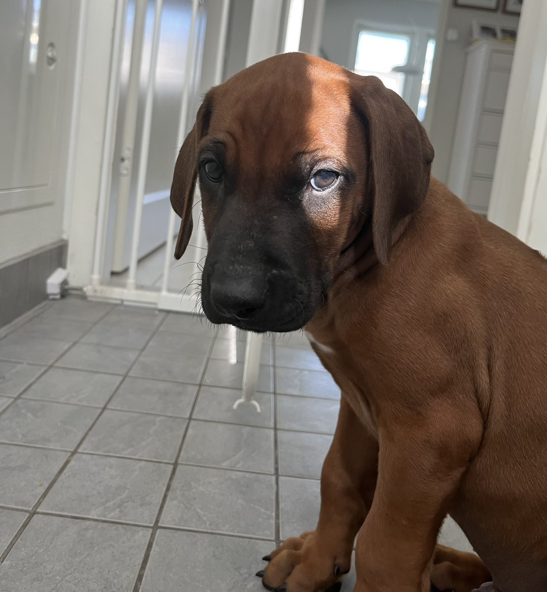 RhodesianRocky's tweet photo. Hyssss! Ettehän kerro kenellekään? Saatan näyttää viattomalta koiranpennulta… mutta oikeasti olen PIRAIJA! #DogsOfTwitter #DogsInDisguise https://t.co/BGrN8y727E