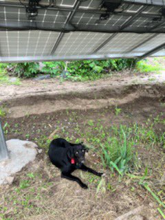 GCReVOLT11's tweet photo. ONLINE! A 12kw farm residential solar system. This project means a lot to us because we developed this system for our good friends the Fischers. #farmsolar #energyindependence #summertime #rural #publicpower #netmetered #Freewave #ReVOLT https://t.co/RADZvGjjw3