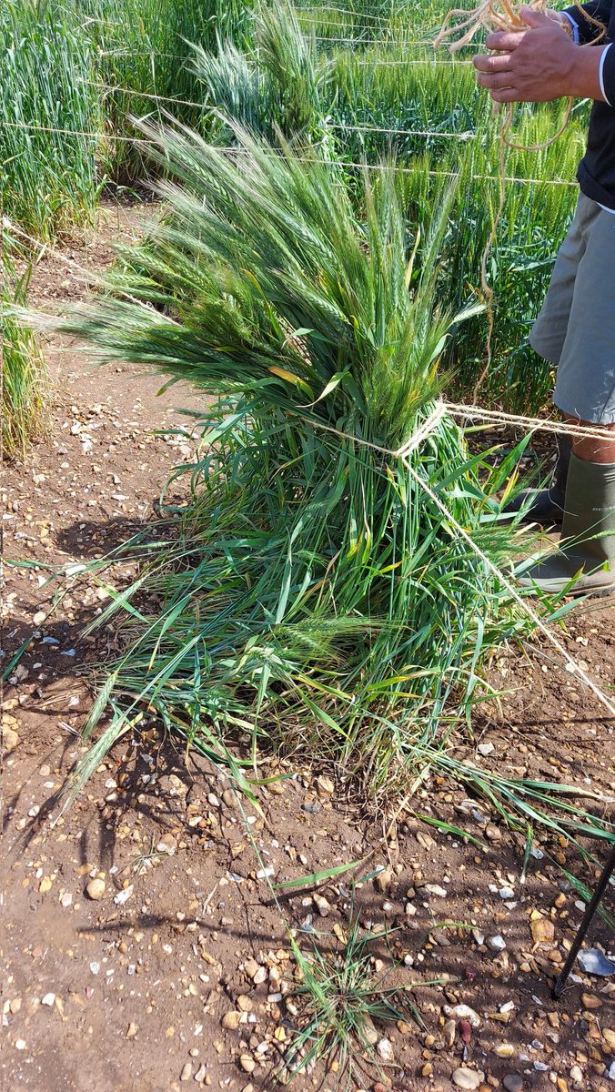 DSteele1992's tweet photo. I do love working with the wheat!! Even when it does rain and wind lodges 🙄🤣🤣🤣🤣🤣 @Rothamsted https://t.co/3cZ67Sp2q5