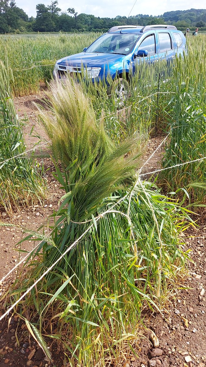 DSteele1992's tweet photo. I do love working with the wheat!! Even when it does rain and wind lodges 🙄🤣🤣🤣🤣🤣 @Rothamsted https://t.co/3cZ67Sp2q5