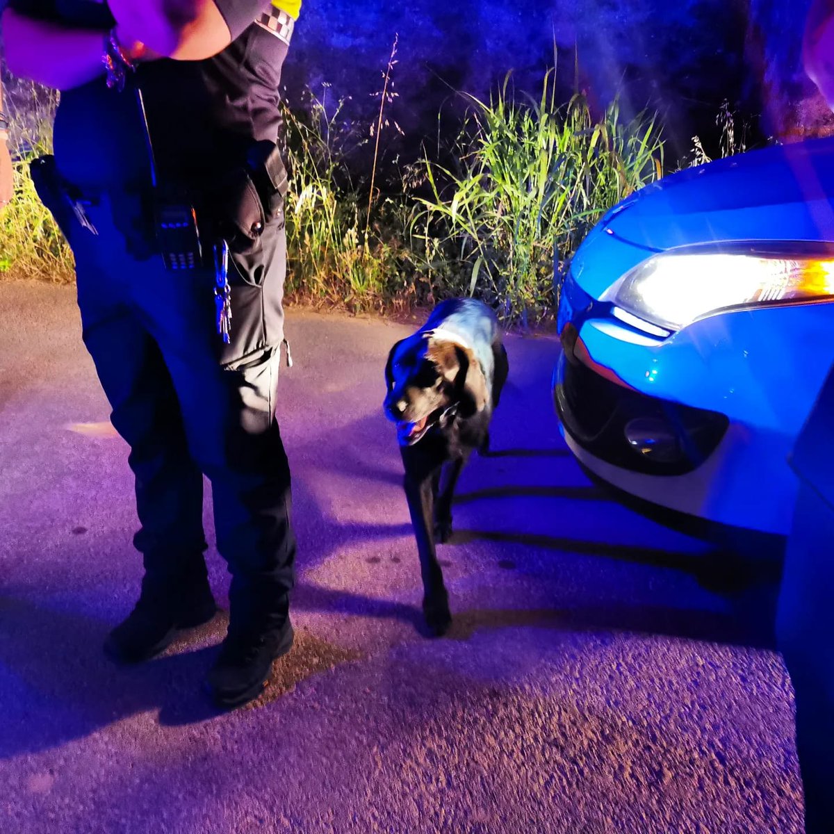 RASErescate's tweet photo. NOA
¡Nuevo final feliz para terminar la 1ª semana de junio!
Esta vez, gracias al trabajo conjunto con la Policía Local de #Torreblanca (que agradecemos su labor ejemplar), hemos logrado evitar que otro animal termine en la perrera✅https://t.co/X5hBXwe3D2 a través de @Teaming https://t.co/YMWLJ7vIyX
