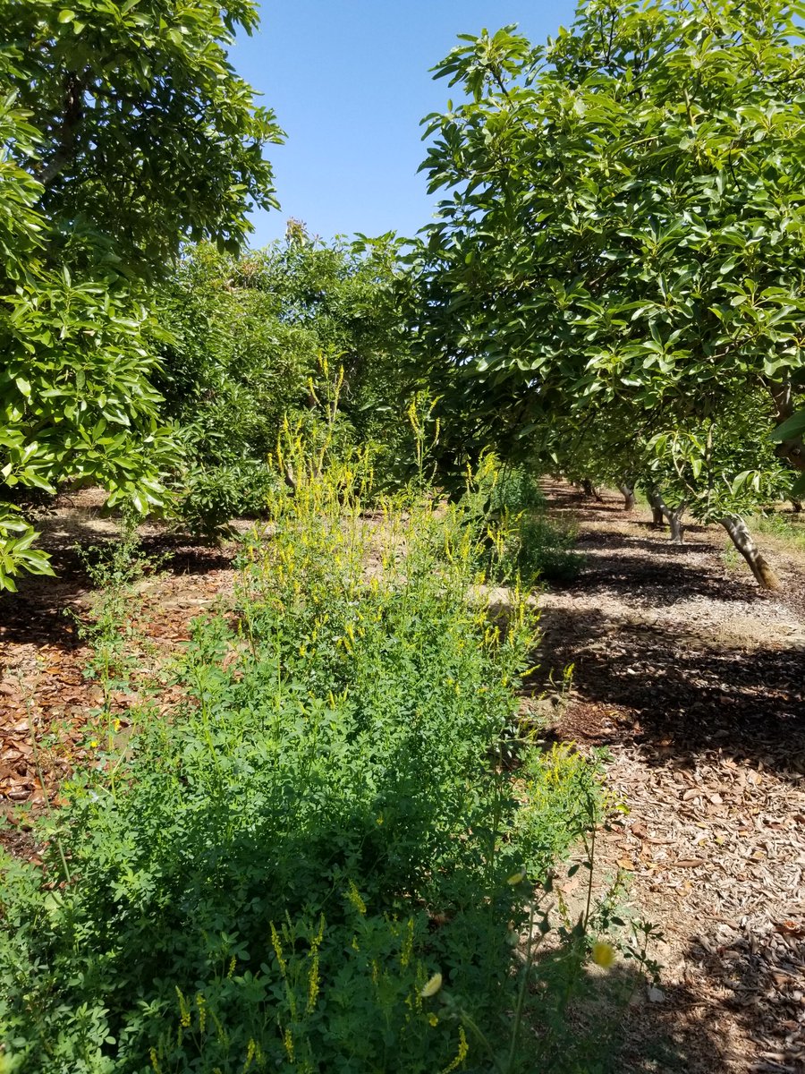 Chris Sayer 🥑 tweet media