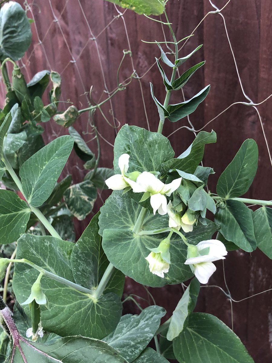 LettsomGrow tweet media