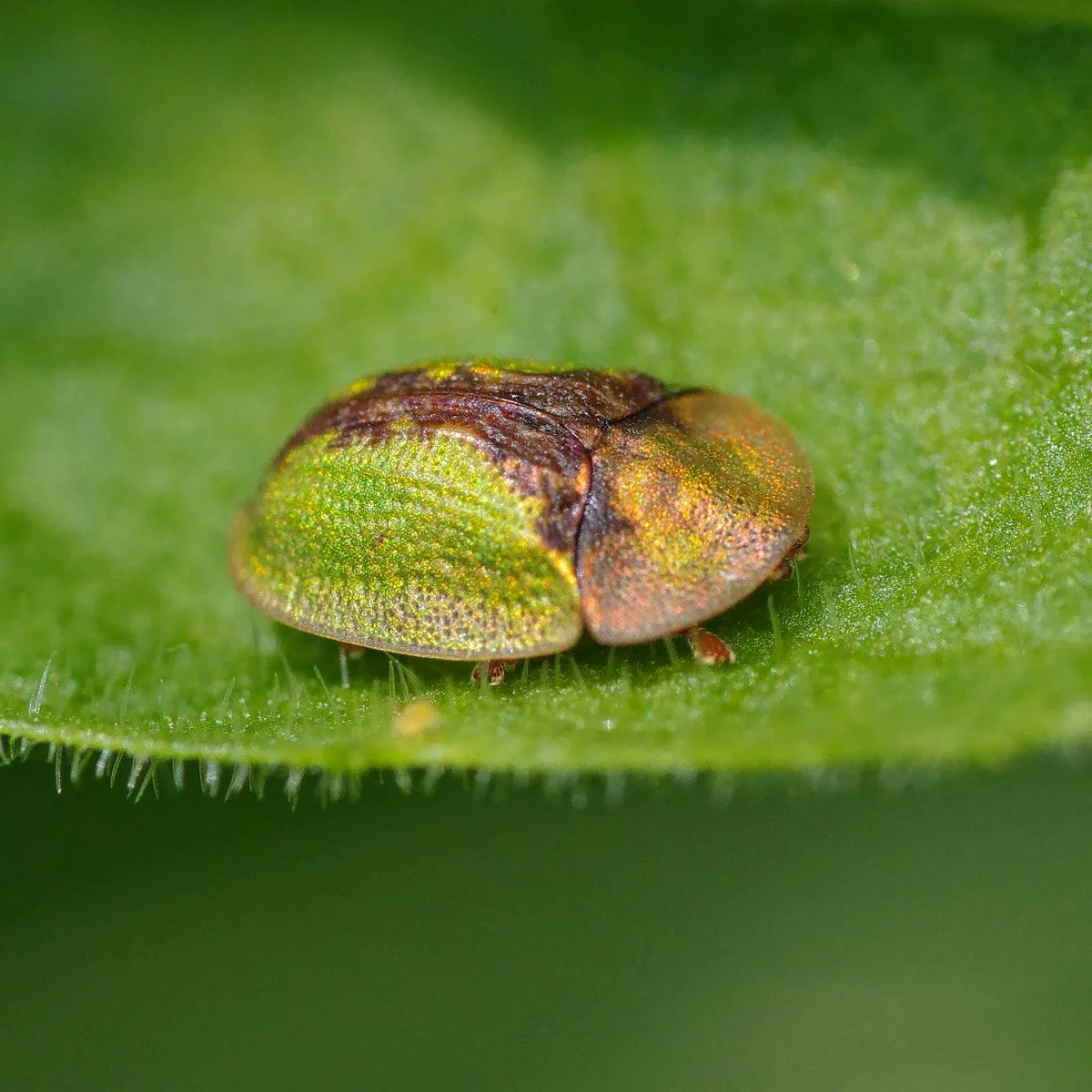 I decided to spend my day off looking for tortoise beetles and new-for-year shield bugs. I managed both, so I count it as a very successful day. Once I got my eye in, I saw them everywhere. Cassida sp. 🤩

#coleoptera #entomology <a href="/ColSocBI/">Coleopterists Society of Britain and Ireland</a> <a href="/EssexFieldClub/">Essex Field Club</a>