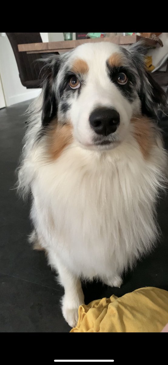 What do you mean human “do tricks”. My job is just to be pretty🐶