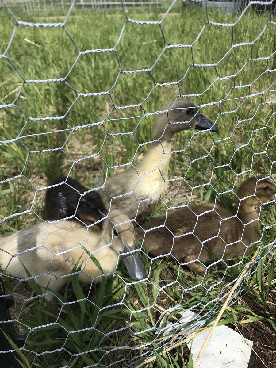 No lions, tigers or bears (oh my!) @rvsthefarm1 but we did find lots of other creatures. We are visiting for a year end #rvsFI trip with kids from <a href="/EastLakeRVS/">East Lake School</a> <a href="/eastlakeFI/">East Lake French Immersion</a> and <a href="/aebowers_rvs/">A.E. Bowers</a>. We’ve been chatting virtually all year and now we are finally in person! <a href="/2MmePage/">Tori Page</a>