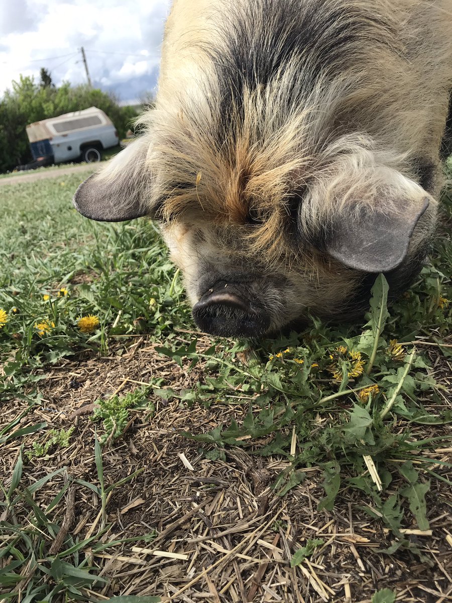 MmeSiddall's tweet photo. No lions, tigers or bears (oh my!) @rvsthefarm1 but we did find lots of other creatures. We are visiting for a year end #rvsFI trip with kids from @EastLakeRVS @eastlakeFI and @aebowers_rvs. We’ve been chatting virtually all year and now we are finally in person! @2MmePage https://t.co/WMGv295Q3a