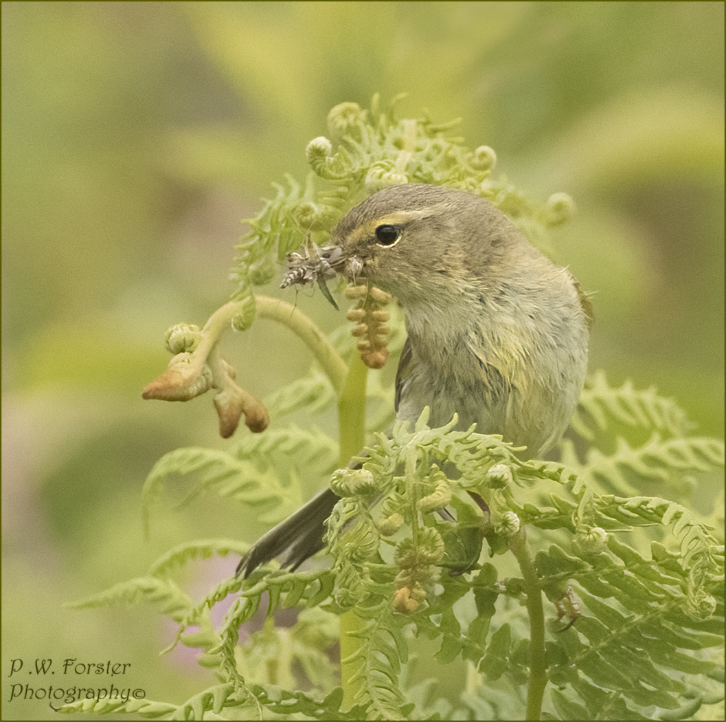 W warbler food collecting  S Dam recent
@teesbirds1 @WhitbyNats @nybirdnews @WildlifeMag @Natures_Voice @wildlife @ynuorg @clevelandbirds @teeswildlife @TeesCoast @DurhamBirdClub @TeesmouthNNR @RSPBSaltholme @TeesvalleyLNP #birdphotography #nodrivalpost