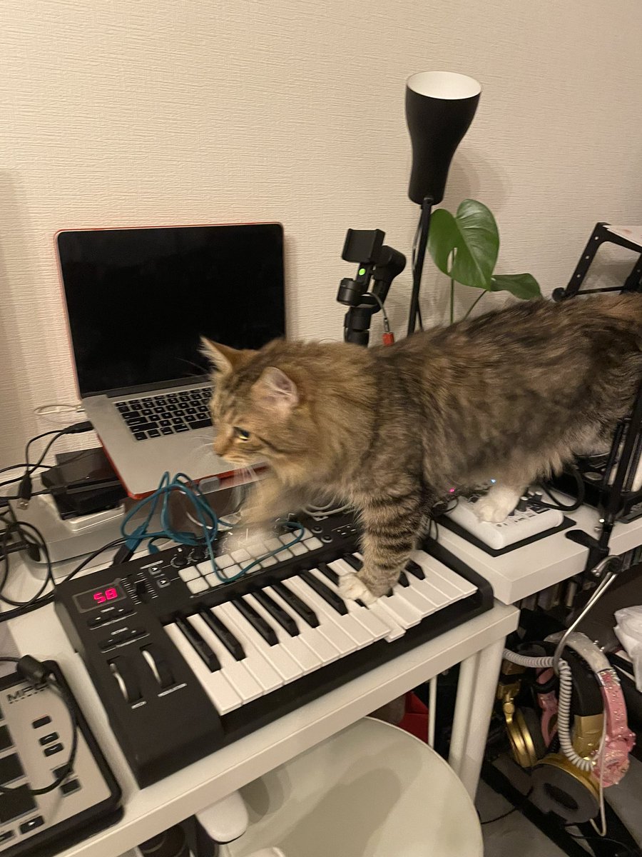 Melody を刻むネコちゃん‼️‼️😸🎹
DJ ANRIに感謝っ‼️‼️☺️🙏