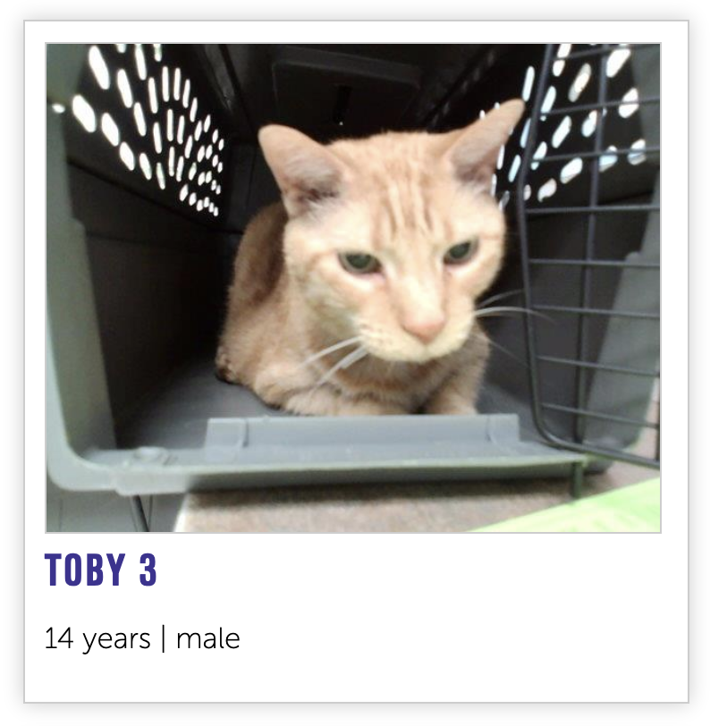 NHSCats's tweet photo. The latest model of Toby is hitting the shelves today! Toby 3™ comes with features such as 

- bluetooth
- 12.5 gigabytes of RAM
- precision laser targeting
- a DVD copy of Hoodwinked (2005) https://t.co/oLksdtHOv5