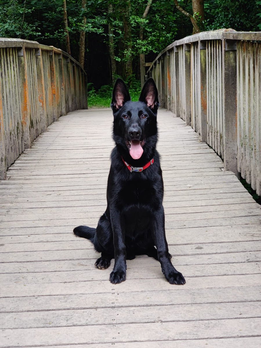 DC_Police Dogs ( Puppy Development Program) tweet media