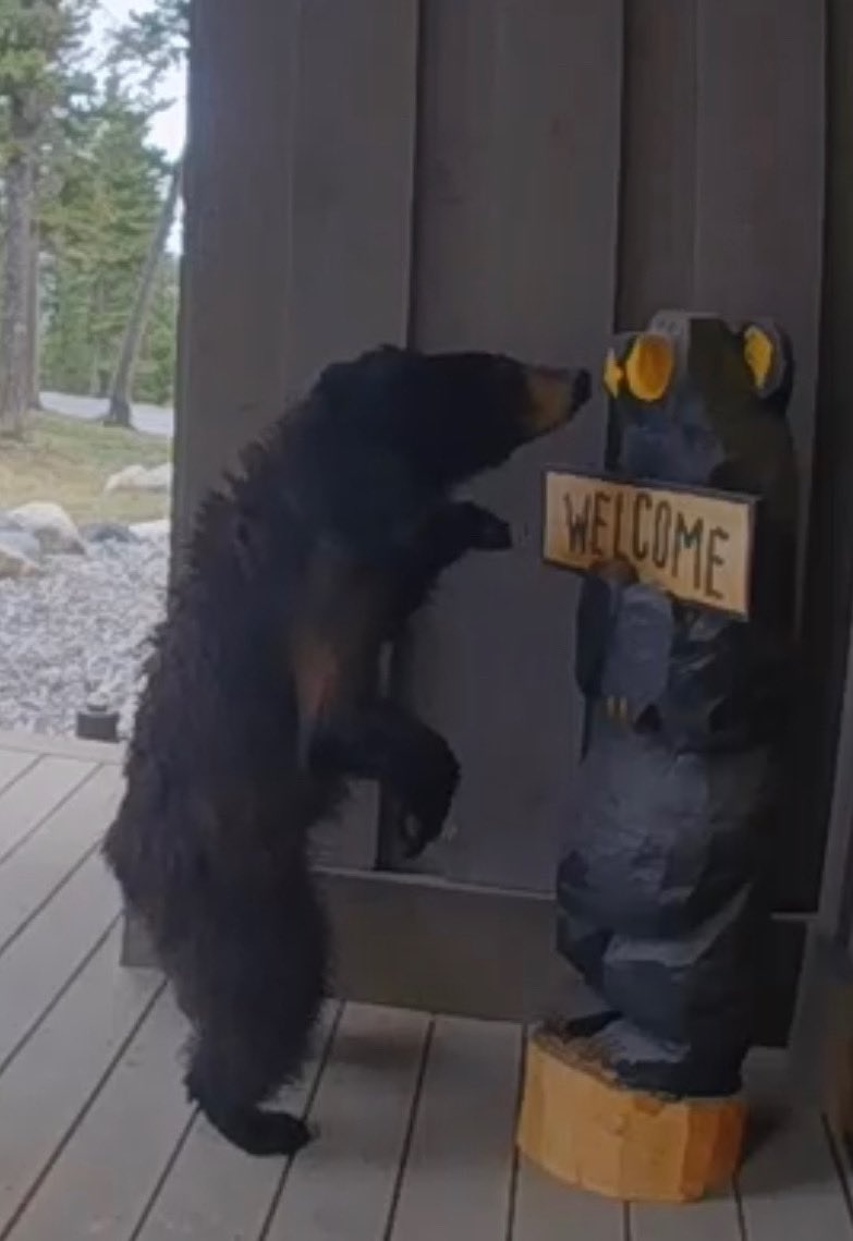 Geoffrey S Baer (@geoffrey_baer) on Twitter photo We had a curious visitor! Just checking to see if was truly welcome! <a href="/bigskyresort/">Big Sky Resort</a> <a href="/BigSkyTownCent/">Big Sky Town Center</a> We had a curious visitor! Just checking to see if was truly welcome! <a href="/bigskyresort/">Big Sky Resort</a> <a href="/BigSkyTownCent/">Big Sky Town Center</a>