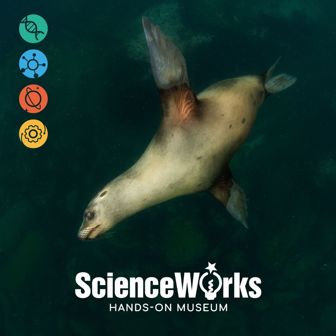 Science_Works's tweet image. The World Oceans Week takeover from our Science Advisory Board continues. @belikethesea says: Sea lions are superb swimmers and divers, and can stay underwater for 20 minutes! Learn more about our amazing animals at the "Awesome Oregon" summer camp. Register now! #SummerCamp